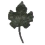 CS6123 Grape Leaf