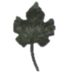 Grape Leaf